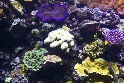 High angle view of fish swimming in sea