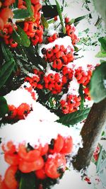 Close-up of red flowers