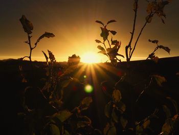 Sunlight streaming through silhouette leaves against sky during sunset