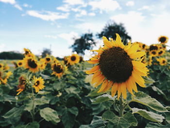 Close-up of sunflower blooming on field against sky