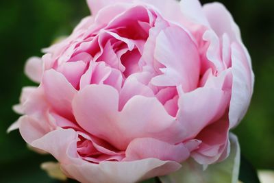 Close-up of pink rose