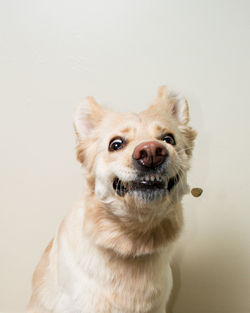 Portrait of dog against white background