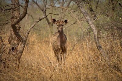 Portrait of black buck in national park under hard light of sun