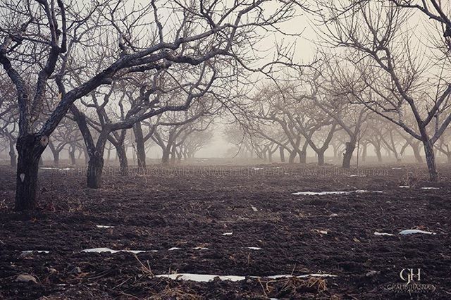 bare tree, tree, branch, tranquility, tranquil scene, nature, landscape, scenics, tree trunk, beauty in nature, field, non-urban scene, sky, sunset, outdoors, forest, no people, fog, autumn, sunlight