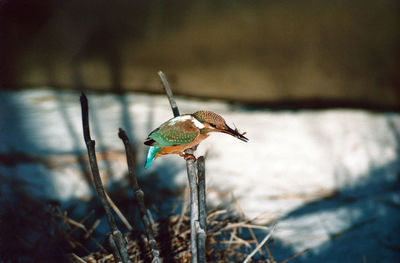 Close-up of bird carrying insect in mouth