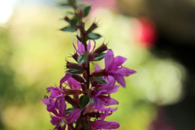 Close-up of pink flowering plant