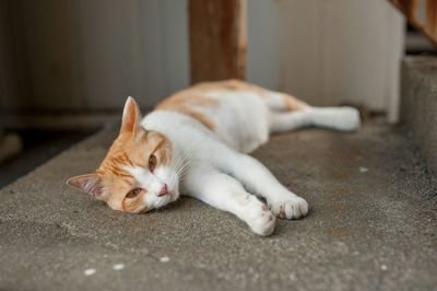 Ginger white cat lying down on concrete steps