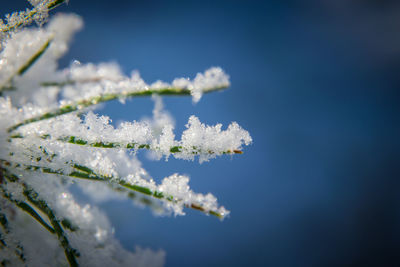 Close-up of snow on flower against sky