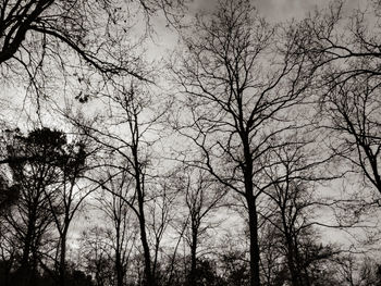 Low angle view of bare trees against sky