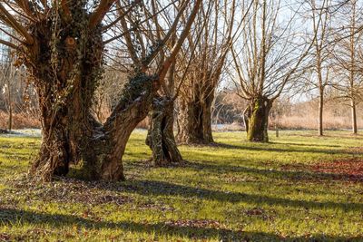 Trees on grassy field