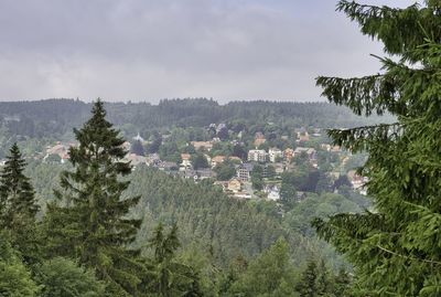 Trees and houses in town against sky