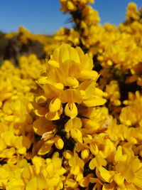 Close-up of yellow flowers