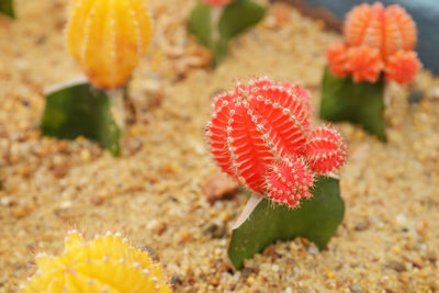 Close-up of red flowering plant