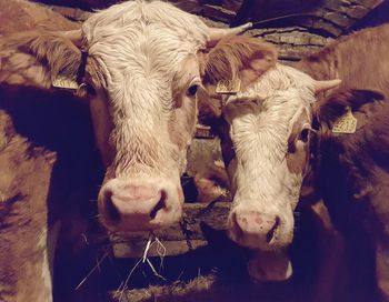 High angle view of cow