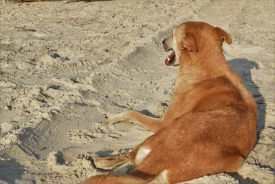 High angle view of dog sitting on sand