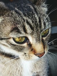 Close-up portrait of animal