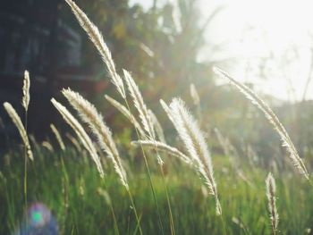 Close-up of plants growing on field