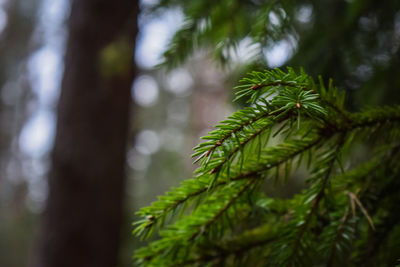 Close-up of pine tree