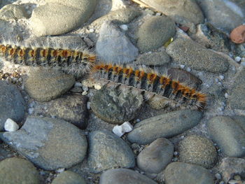 Close-up of lizard on rock