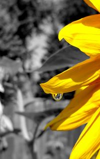 Close-up of yellow flower