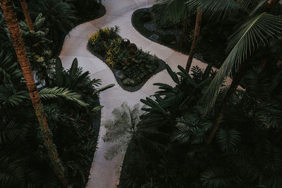 High angle view of palm trees and plants