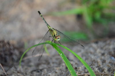 Close-up of insect on rock