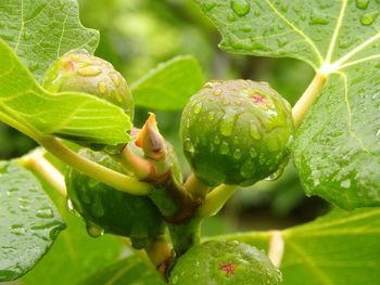 Close-up of green leaves on plant