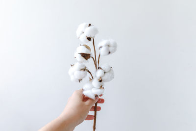 Close-up of hand holding white background