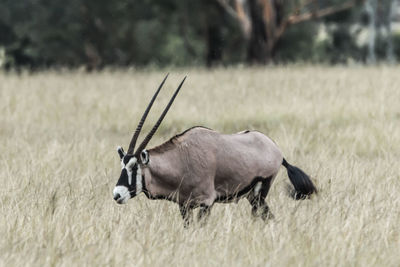 Side view of a sheep on field