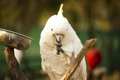Yellow crested cockatoo parrot holding and eating nuts.