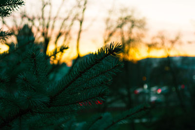 Close-up of pine tree during sunset