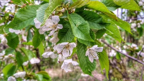Close-up of fresh white flowering plant