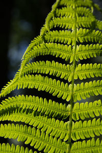 Close-up of fern