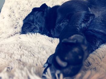 Close-up of puppy relaxing on bed at home