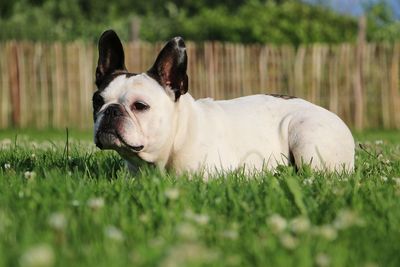 Close-up of dog on field