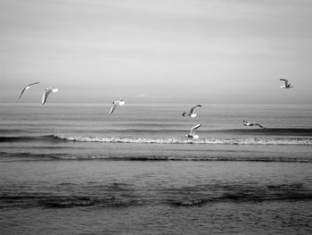 Birds in normandie 