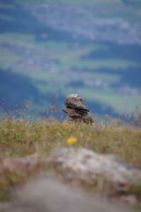 Close-up of lizard on rock