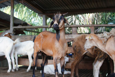 A goat in the barn