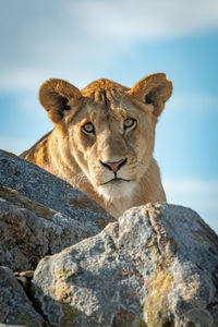 Portrait of big cat on rock