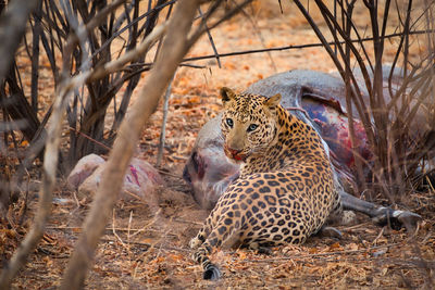 Portrait of leopard by dead animal on field