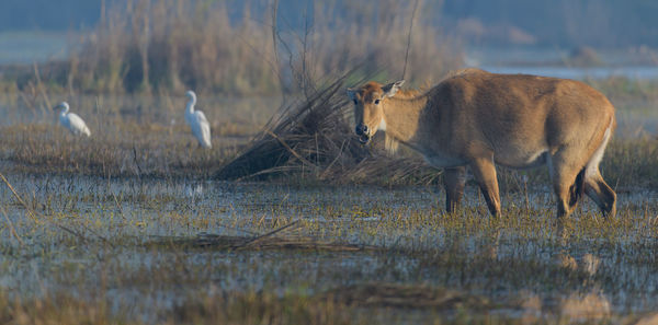 Lioness drinking water