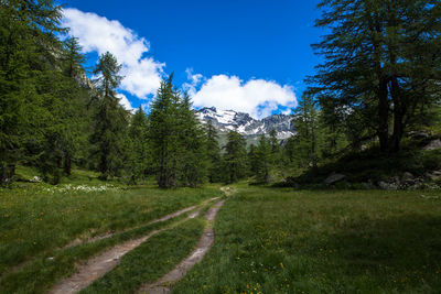 Scenic view of car tracks through grassy field against sky