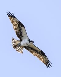 Low angle view of eagle flying against clear sky