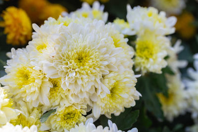 Close-up of white flowering plant