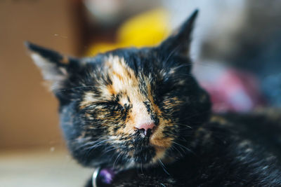 Close-up portrait of a cat