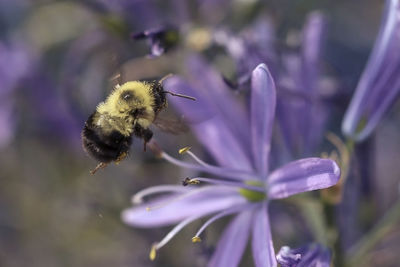 Close-up of bee pollinating on purple flower