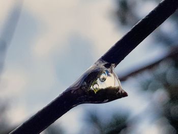 Close-up of bird perching on branch