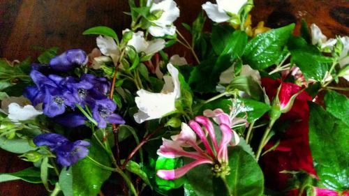 Close-up of flowers