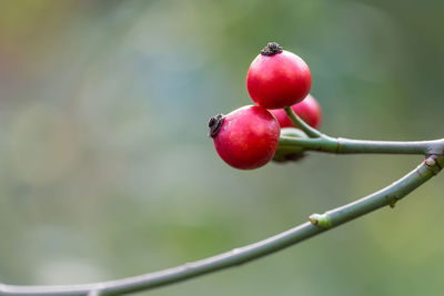 Close-up of red berries on tree