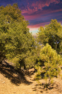 Trees against sky during sunset